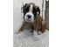 PoulaTo: Boxer